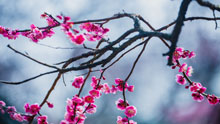 红梅花开