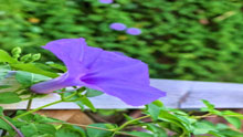 小喇叭轻轻吹—夏日温柔