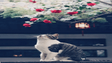 摄影——“猛虎”细嗅庭中花