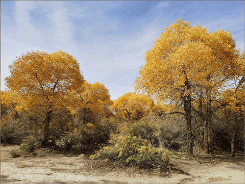 《胡杨映秋》（摄影作品）