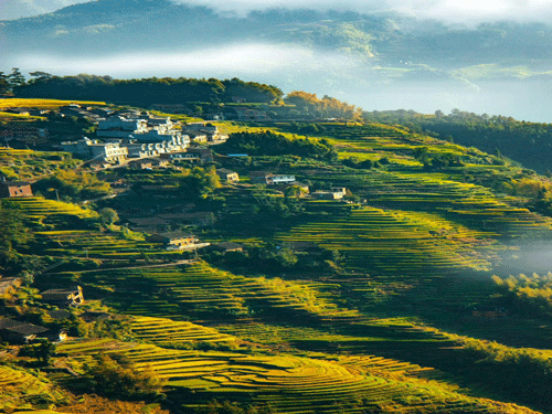 晨雾绕青山，稻浪满梯田