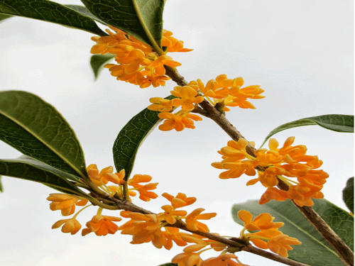 丹桂飘香（摄影）