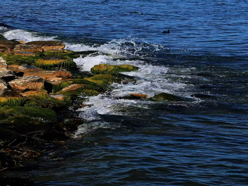 沧浪之水（摄影作品）