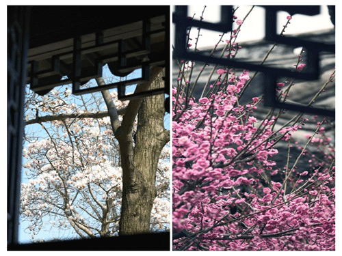 摄影——隔窗探芳信，琼英共赴春