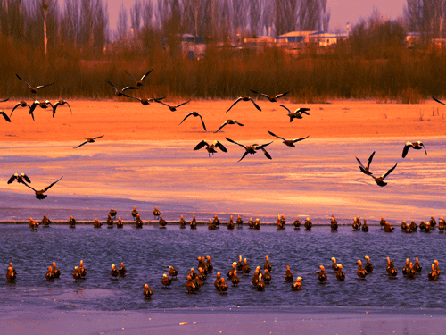 湿地冬栖（摄影）
