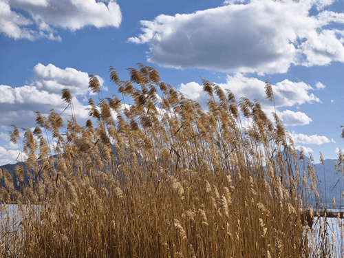 《芦苇匆匆赶白云》（摄影作品）