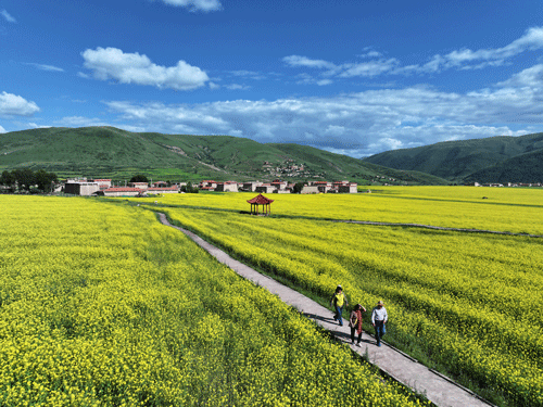 人间三月 遍地金黄（摄影）