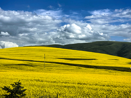 人间三月 遍地金黄（摄影）