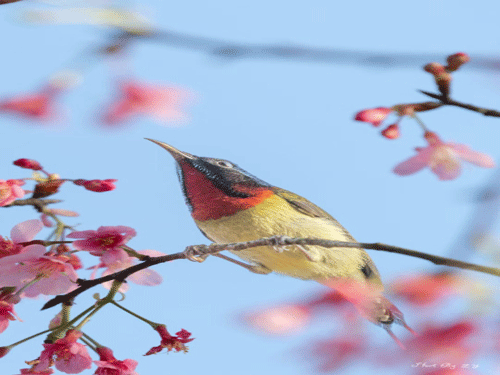 樱红缀枝 翠鸟衔春（摄影作品）