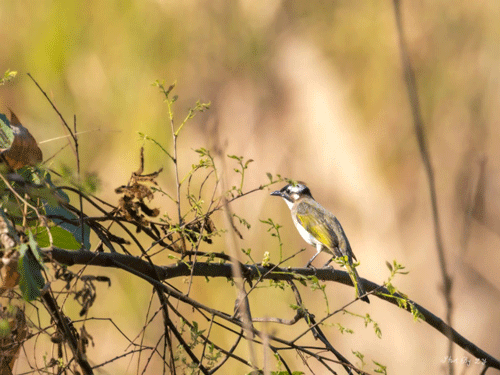 枝头有灵鹊（摄影作品）