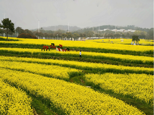 花田叠浪·慢城寻春（摄影）