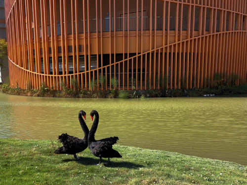 摄影作品-湖畔双影 岁月温柔