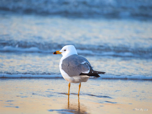 滩涂静思（摄影作品）