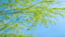 绿丝垂碧空