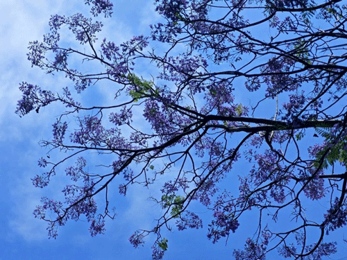 一树花楹